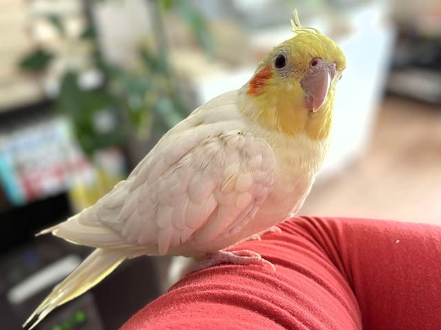 代理:オカメインコのもっちー